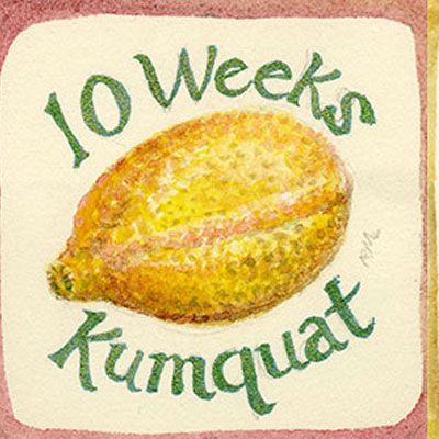 Rachel Melis - Fruitful and Fretful: Forty Weeks in Watercolor